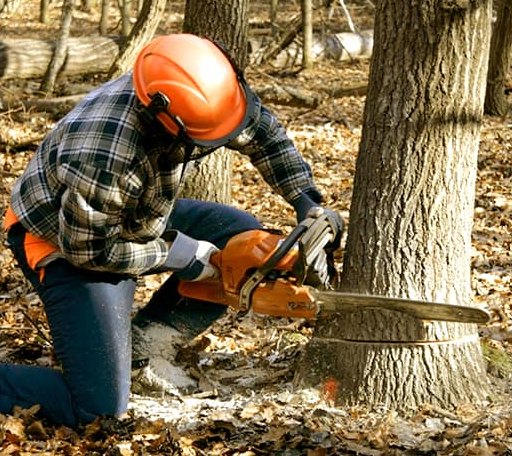 Tree Removal in Grandfalls, TX